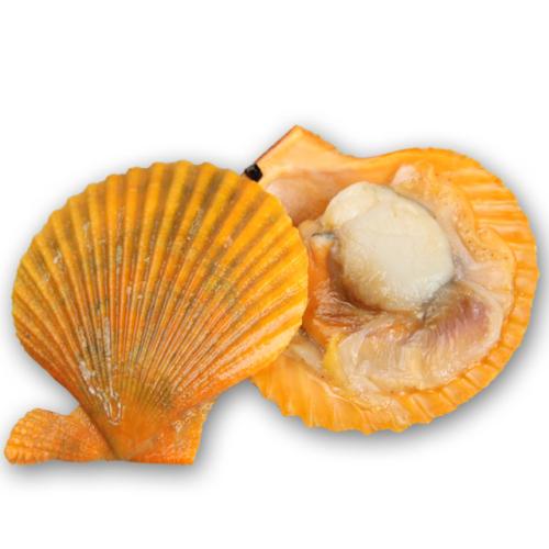 华豪扇贝批发网