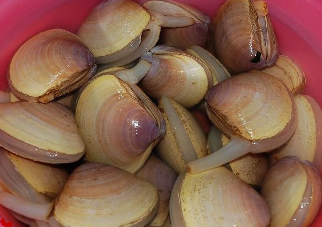 北海红沙市场常卖的几种螺